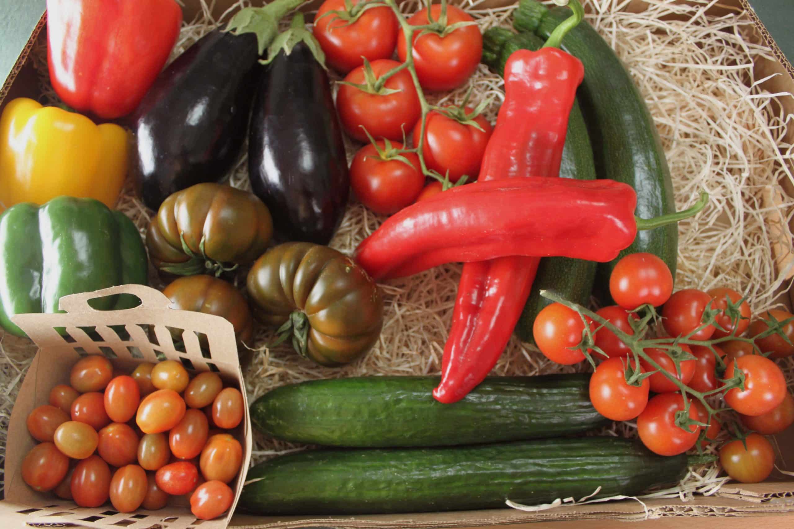 elcamaleonverde.com elcamaleonverde.com